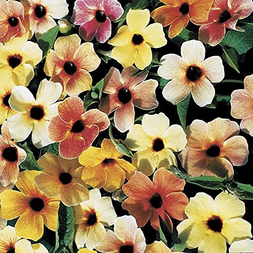 Park Seed Sunrise Surprise – Semillas Susan de ojos negros, paquete de 2, 10 semillas en cada paquete