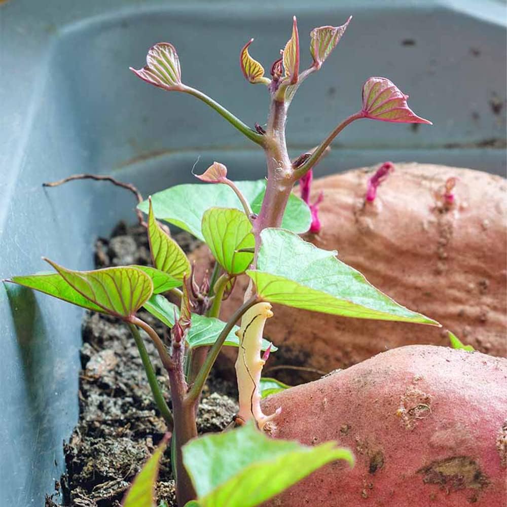 Semillas de batata, 50 semillas de batata moradas para plantar, nutrición, deliciosas plantas de bonsái vegetales, semillas de flores, semillas de