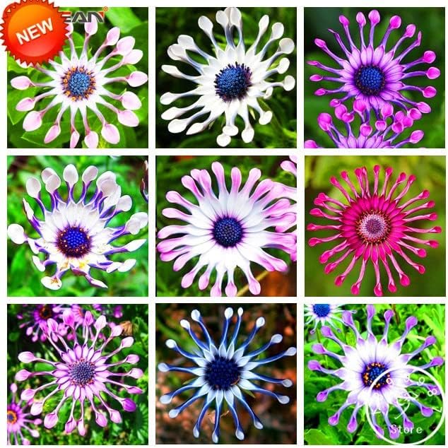 50 semillas frescas de flores de osteospermum para plantar multicolor