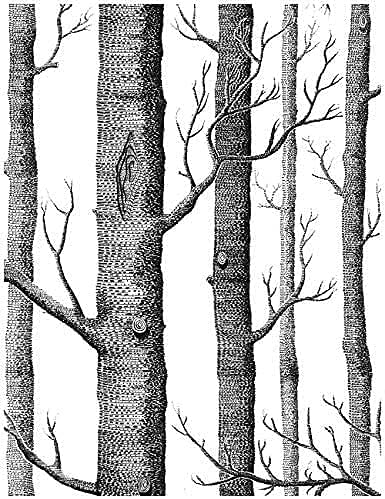 Papel tapiz de bosque, papel tapiz de abedul, papel adhesivo para despegar y pegar, papel tapiz de bosque, papel tapiz para guardería, papel tapiz