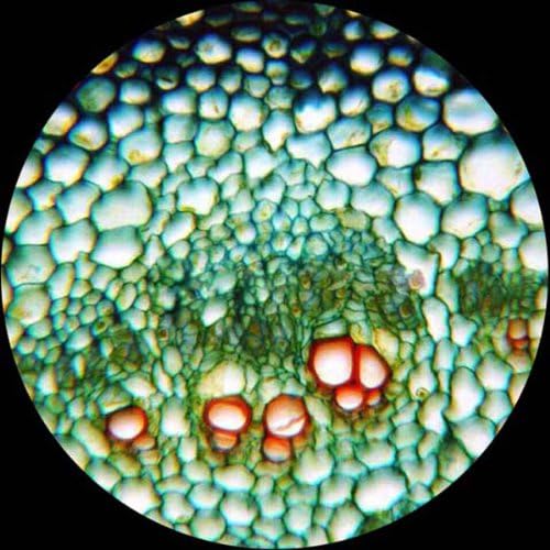 AmScope Microscopio binocular compuesto B490B-LED, oculares WF10x y WF20x, aumento 40X-2000X, Brightfield, iluminación LED, condensador Abbe, etapa