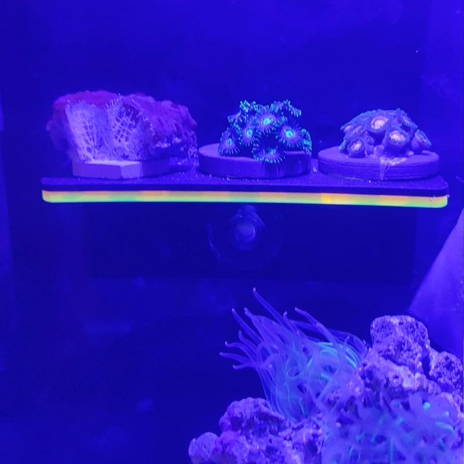 Coral Frag – Soporte para fragmentos de coral con potente doble ventosa, estante acrílico de coral se puede utilizar para soporte de coral de fuente