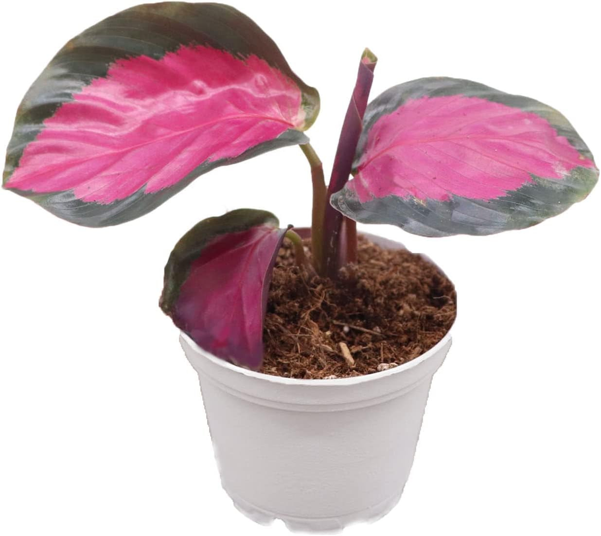 Calathea Roseopicta 2 pulgadas  Ambiente tropical