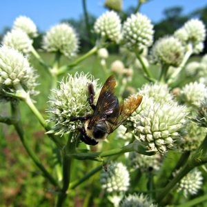 Flower Native Texas Rattlesnake Master FBA-4259 (verde) 50 semillas de reliquia sin OMG, semillas de reliquia Flower Native Texas Rattlesnake Master FBA-4259 (verde) 50 semillas de reliquia sin OMG, semillas de reliquia