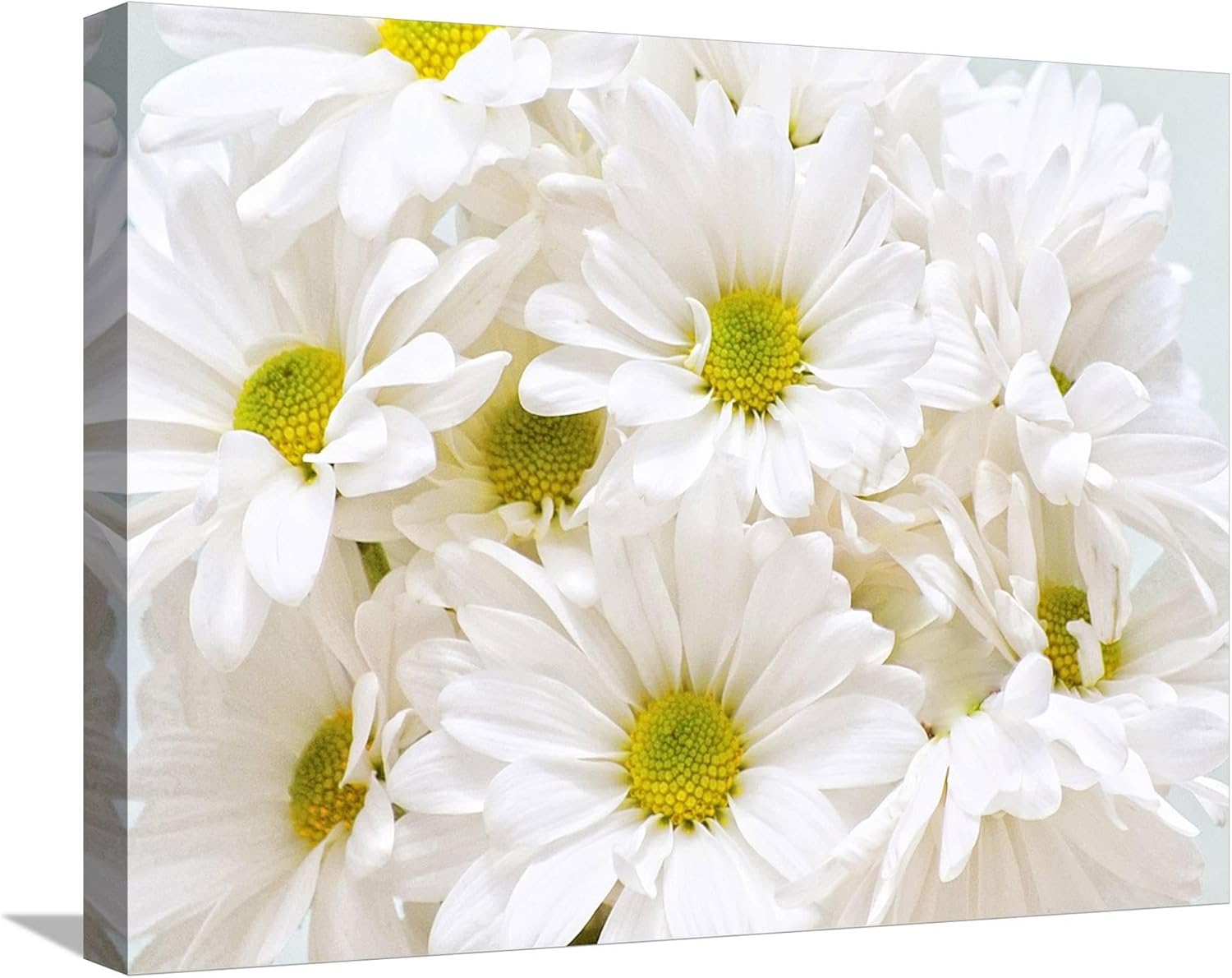 Lienzo decorativo para pared, diseño de margaritas blancas de Gail Peck, decoración botánica, 24 x 18 pulgadas