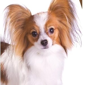 Healthy Breeds Papillon Bright Whitening Shampoo 12 oz Healthy Breeds Papillon Bright Whitening Shampoo 12 oz
