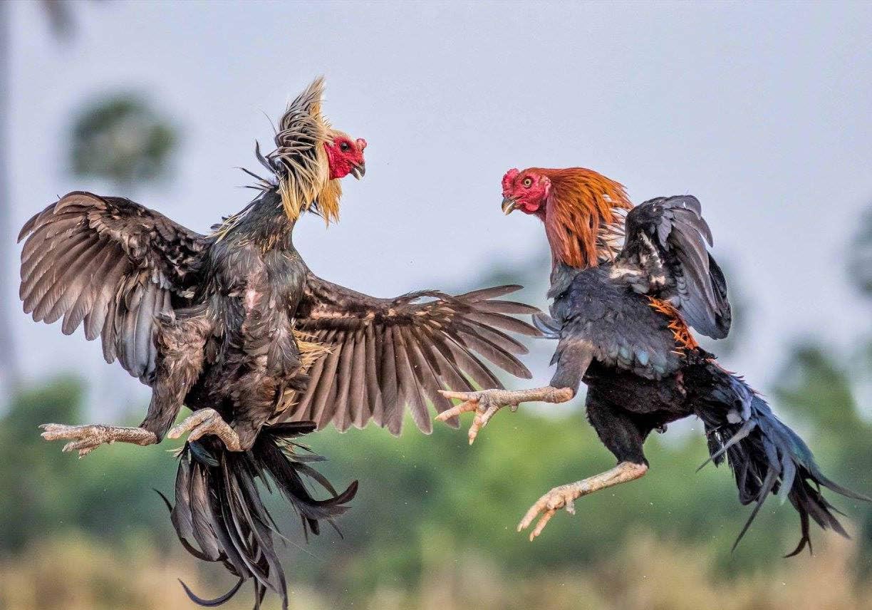 R1 Rooster Booster Protection Fighting Rooster Gamefowl – Guante protector de pollo, botas de seguridad para aves de corral para aves de corral,