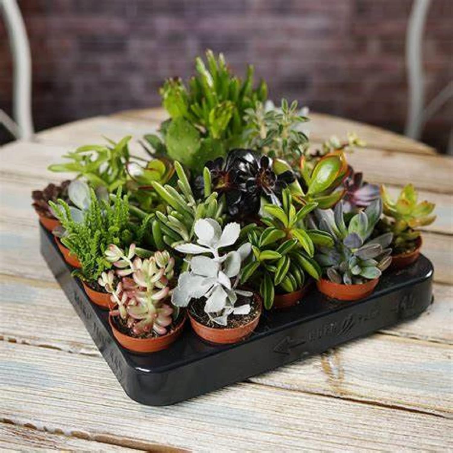 CHUXAY GARDEN Mezcla de semillas de plantas suculentas, 600 semillas que crece en solo semanas, gran bonsái de escritorio, fácil de cultivar
