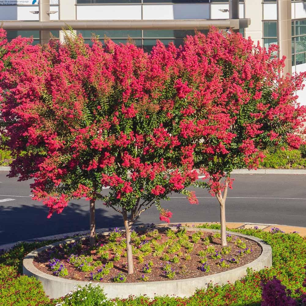 Crape Myrtle Dynamite Red  3 plantas vivas  Flores rojas vívidas y crecimiento resistente, planta viva, arbusto ornamental para una impresionante