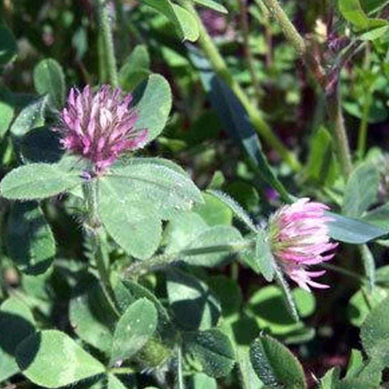 Hykon Rose Clover  5 libras a granel  1,350,000 semillas  Sin OMG, polinizado abierto, anual  Cultivo de cobertura, cobertura del suelo, pasto,