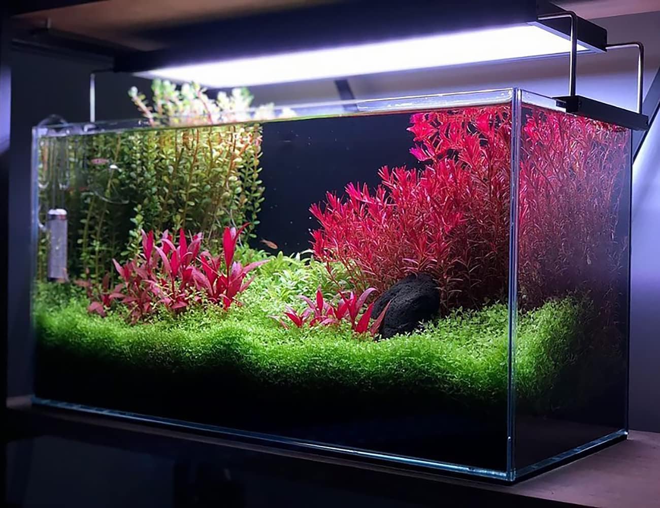 Alternanthera Reineckii ‘Mini’ Cultivo de tejido de tallo rojo acuático vivo planta acuática – 100% libre de caracoles in Vitro Cup (AR Mini)