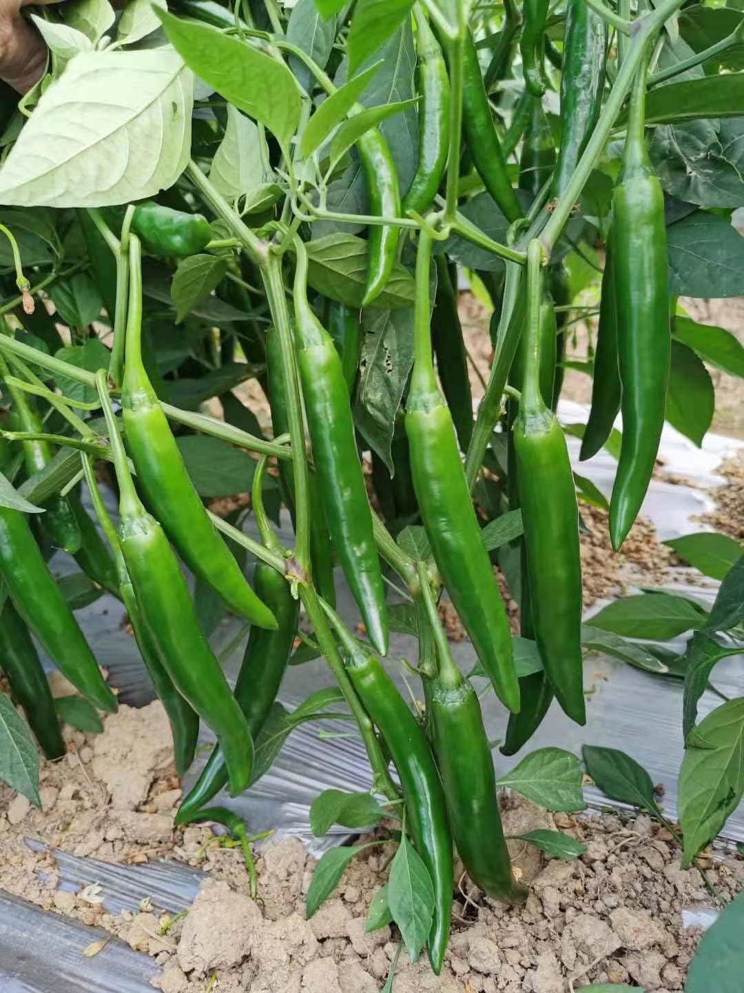 Semillas de Chili Pepper Serrano – 100 Seeds por OrginBud