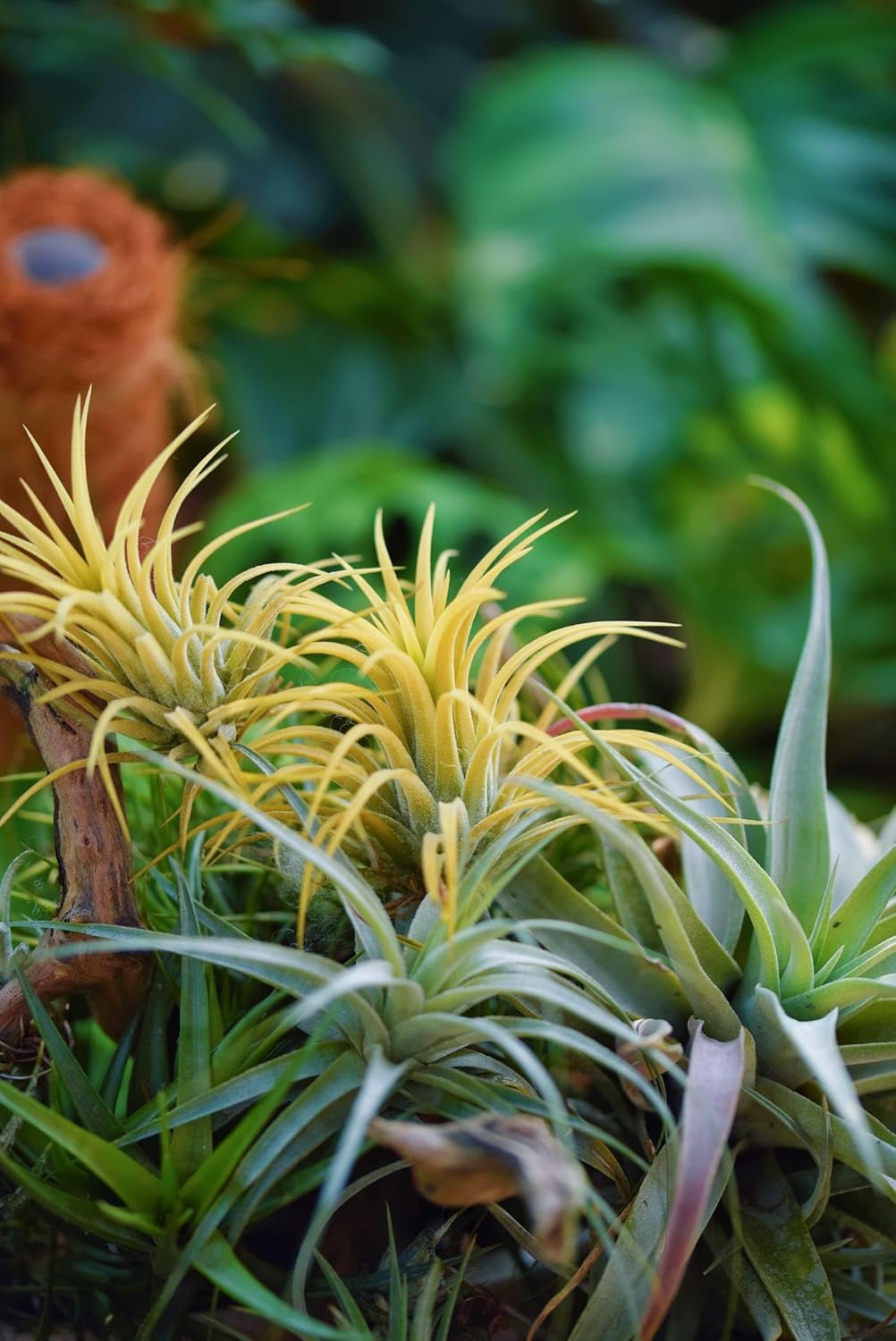 Air Plants Live – Decoración para el hogar y el jardín – Plantas de casa vivas – Fácil cuidado (6 piezas)