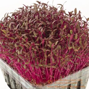 Zellajake Semillas de hierbas rojas de amaranto sin OMG (300 semillas de amaranto rojo (10.14 oz). bin197) Zellajake Semillas de hierbas rojas de amaranto sin OMG (300 semillas de amaranto rojo (10.14 oz). bin197)