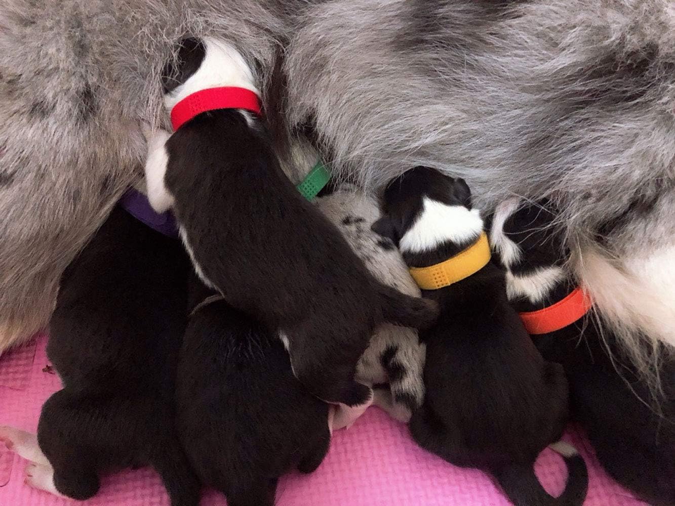 PENTA ANGEL Collares de parto para cachorros, 15 unidades, collares de identificación ajustables de doble cara, bandas de identificación suaves y
