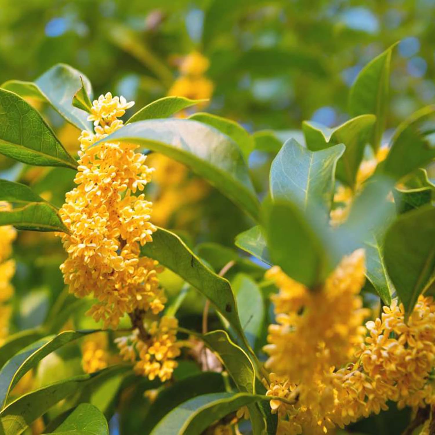 YEGAOL Garden – Semillas dulces de Osmanthus Fragrans, tolerantes a la sequía, plantas aromáticas para jardines y paisajes al aire libre, 15 piezas