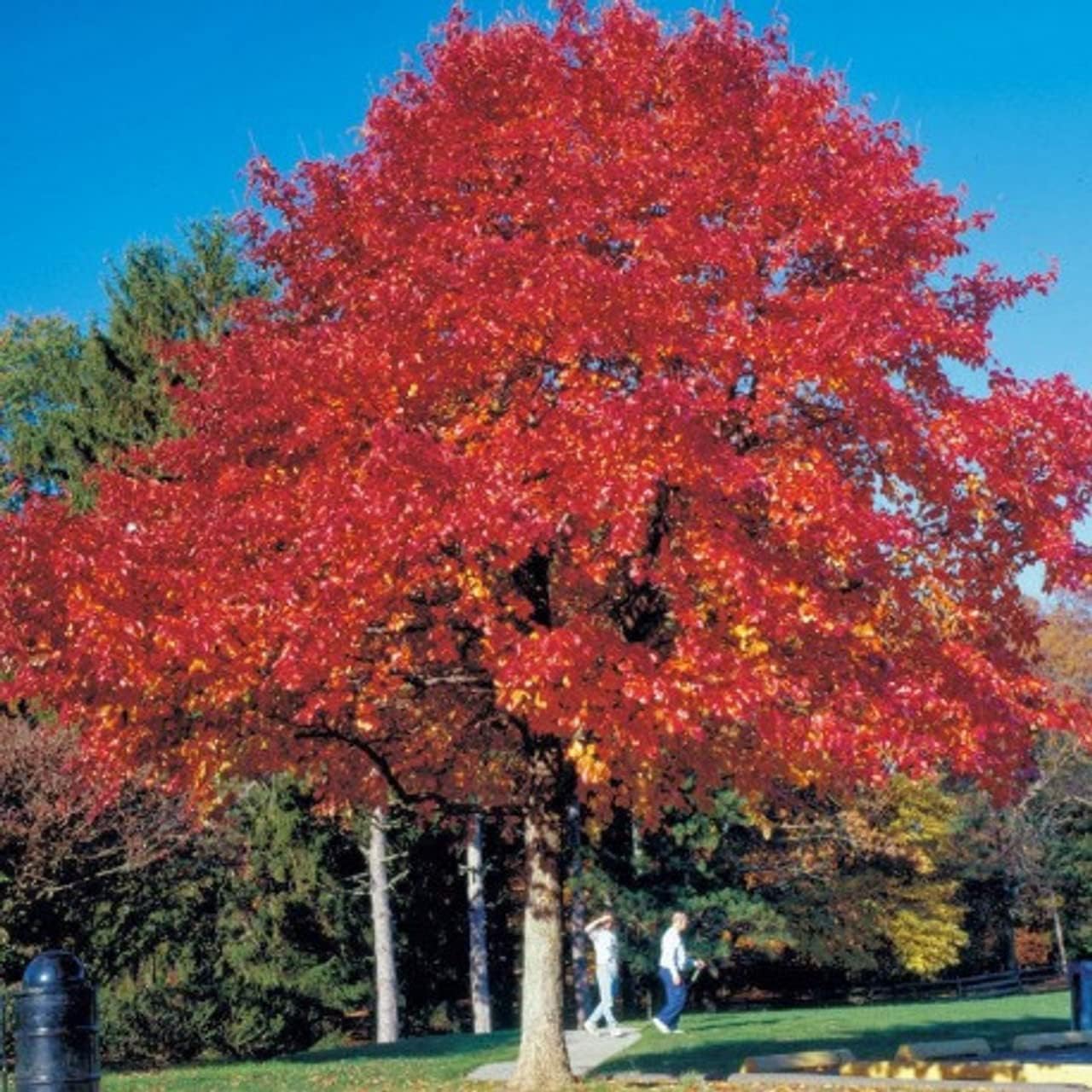 Plántulas de roble rojo para plantar  Árboles vivos para paisajismo o sombra (1 árbol) – No Ship to California