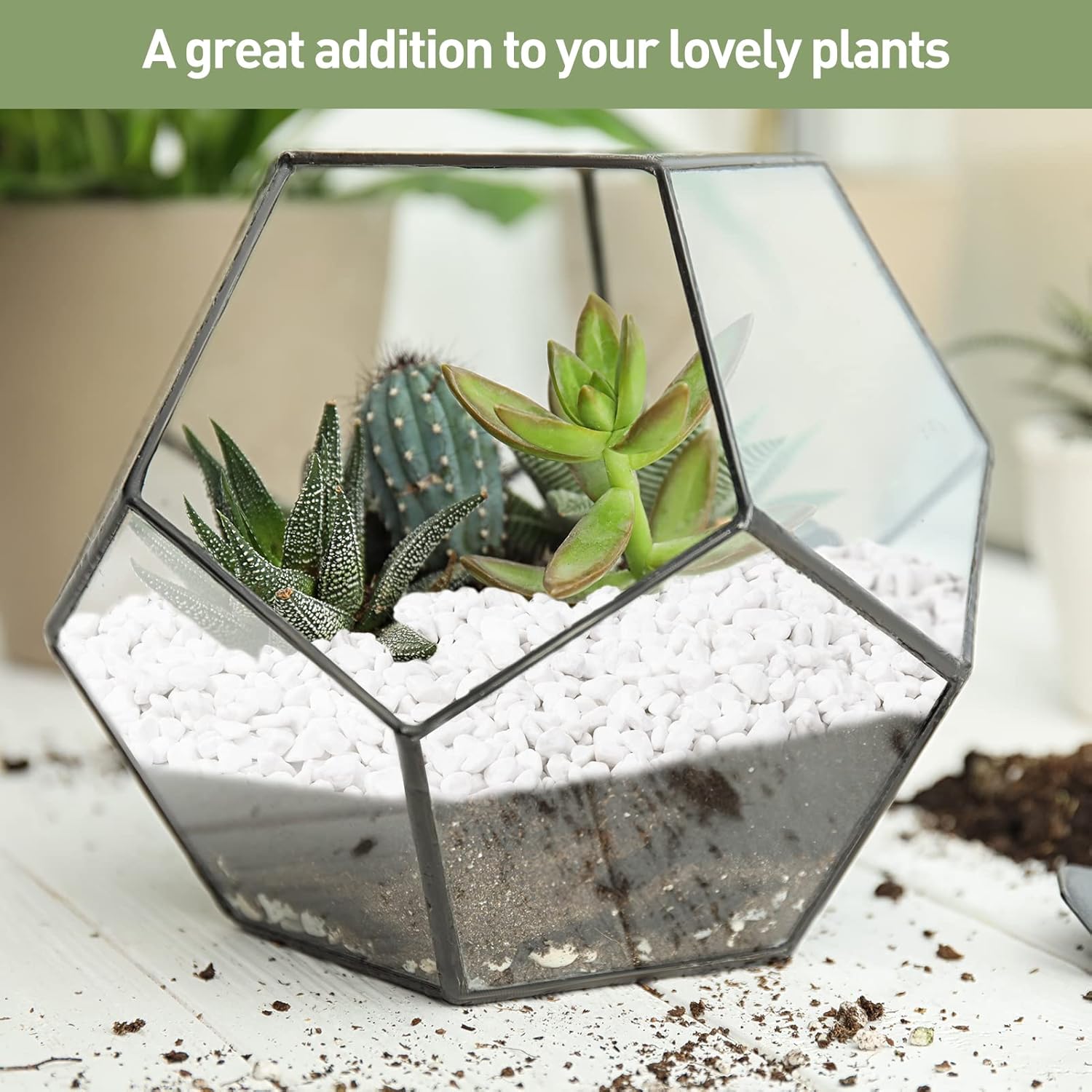 GASPRO Grava de 10 libras para plantas, guijarros blancos de 15 pulgadas para terrario, grava decorativa natural para suculentas, cactus, jarrones,