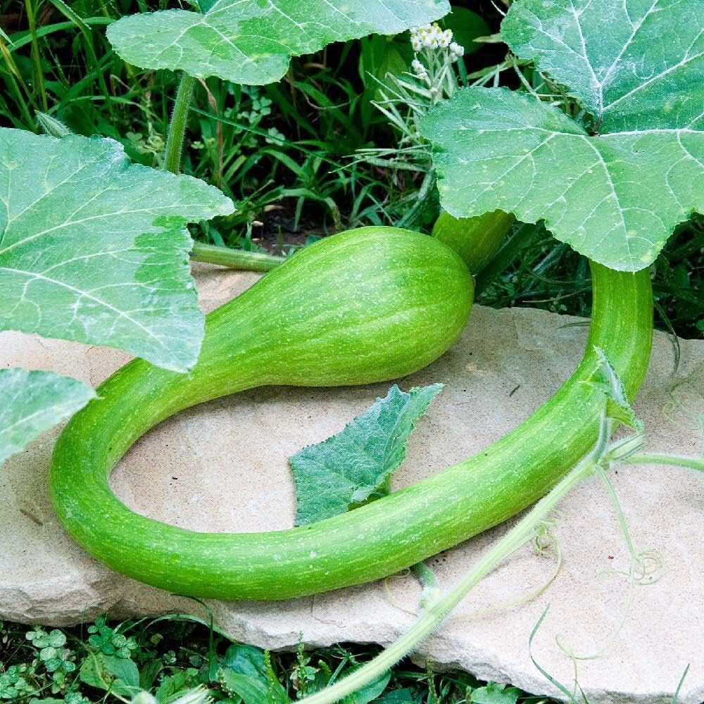 QAUZUY GARDEN Tromboncino Climbing Summer Squash (calabacín) – 45 semillas – reliquia y polinizada abierta – Deliciosas semillas de vegetales para