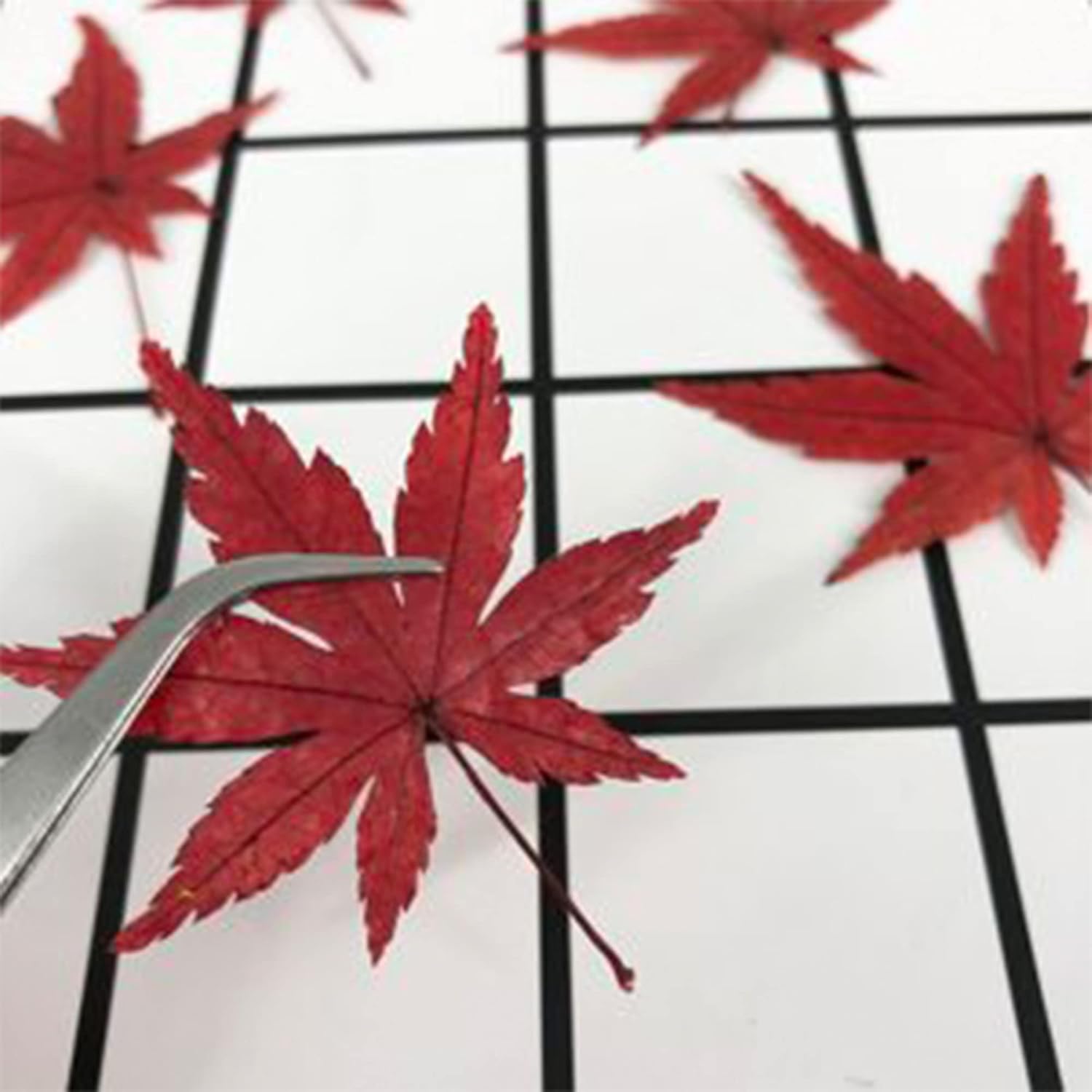 10 semillas de árbol de arce japonés Bloodgood, (Acer Palmatum), hoja de arce japonés de cinta roja, lóbulo palmeado. QAUZUY GARDEN