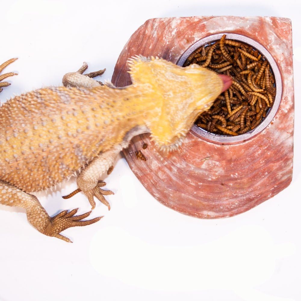 Insectivore Reptile Treat – Gusanos de harina de 0.95 onzas (0.95 oz)