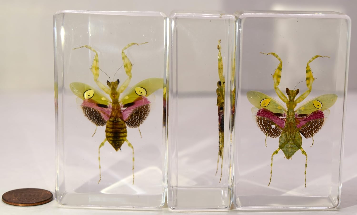 Mantis de flores auténticas joyas de 2.9 pulgadas en resina de lucite cristalina, espécimen preservado de creobroter gemmatus insecto colección de