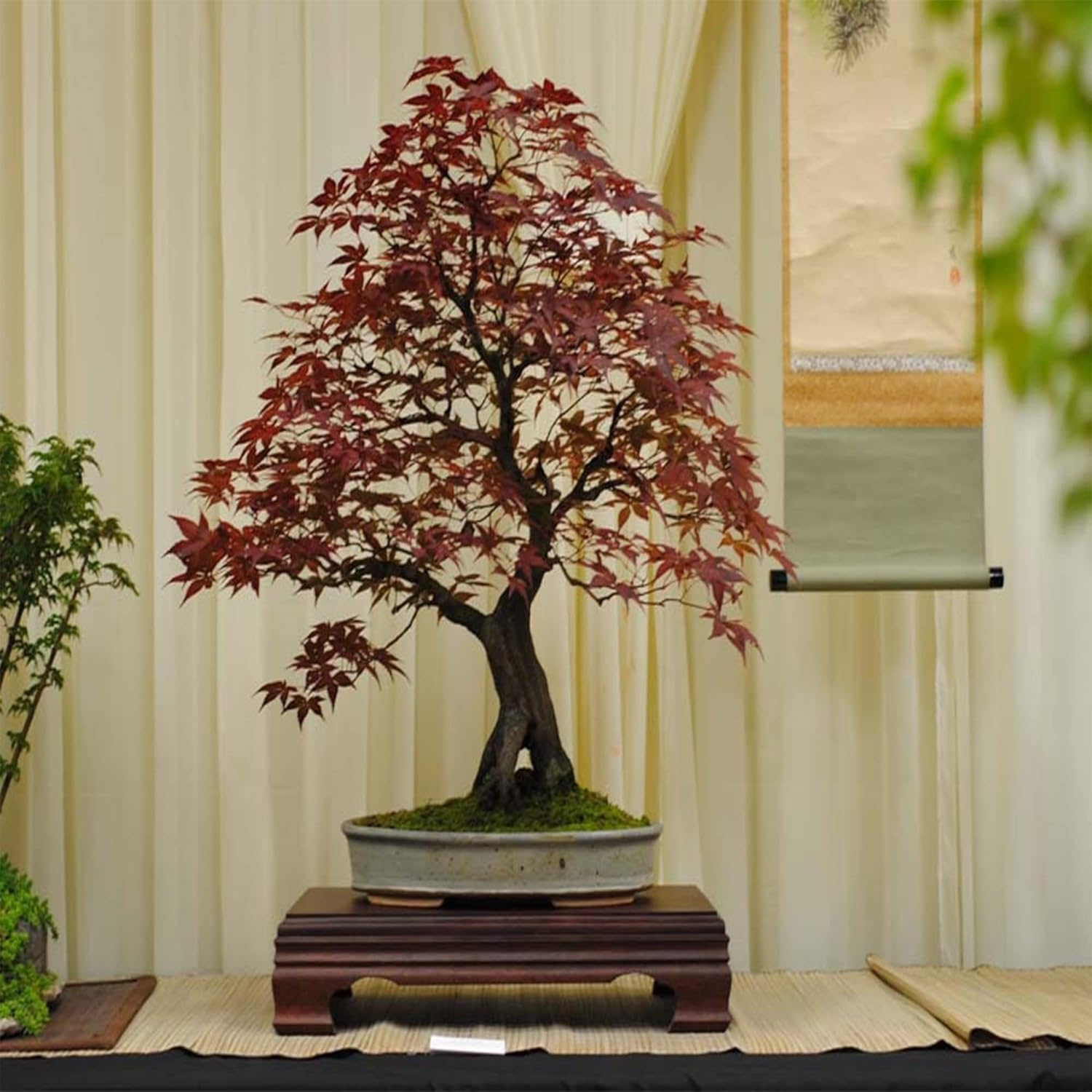 10 semillas de árbol de arce japonés Bloodgood, (Acer Palmatum), hoja de arce japonés de cinta roja, lóbulo palmeado. QAUZUY GARDEN