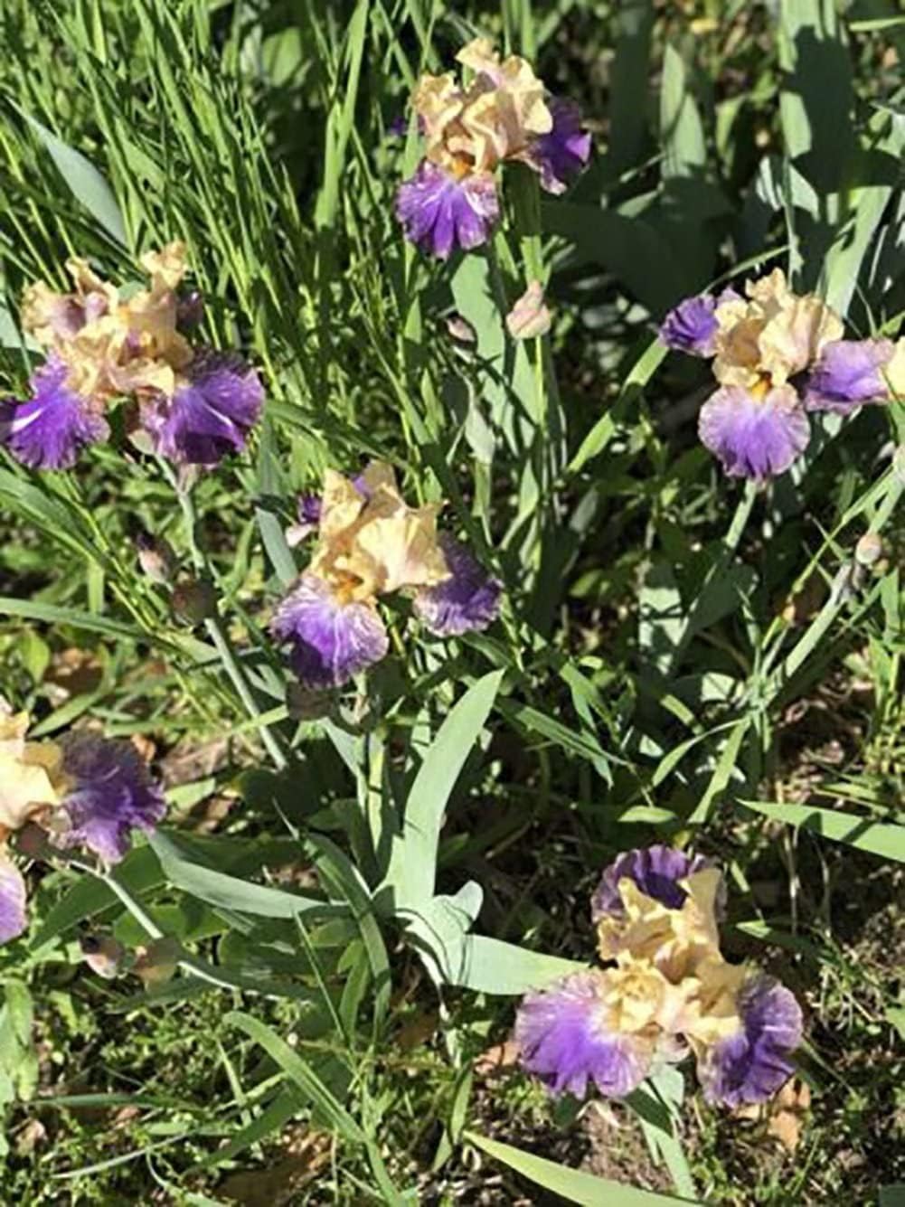 Bulbos de iris barbudos moteados amarillo púrpuraraícestubérculo rizoma cantidad planta fragante perenne Bonsái Home Garden (2 rizomas)