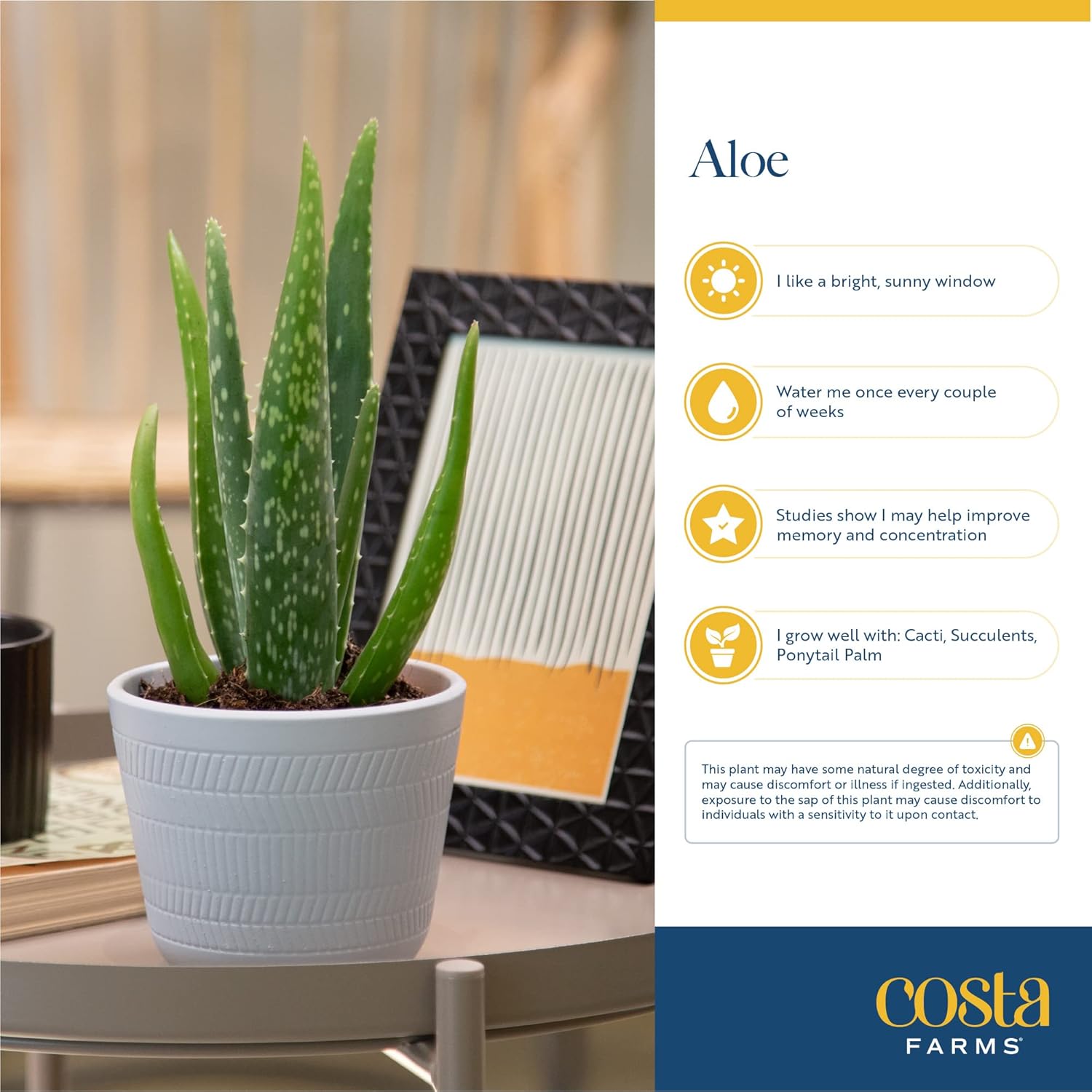 Costa Farms Planta de aloe vera, suculenta viva, planta de interior de fácil cuidado en maceta de cultivo, purificador de aire de habitación, mesa,
