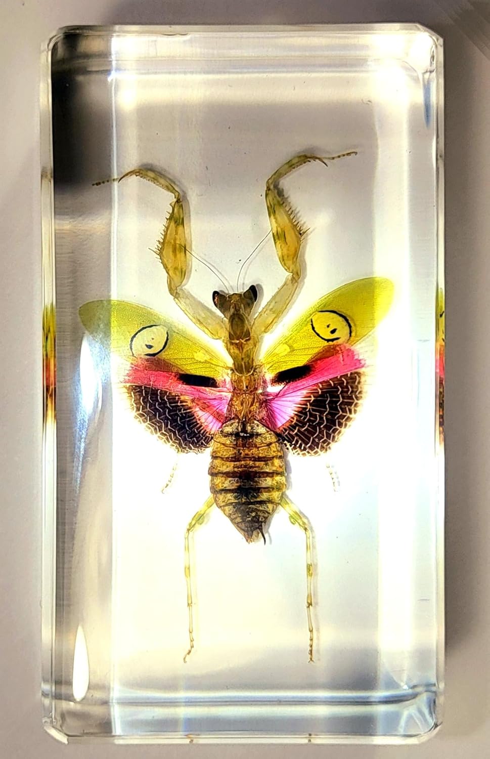 Mantis de flores auténticas joyas de 2.9 pulgadas en resina de lucite cristalina, espécimen preservado de creobroter gemmatus insecto colección de