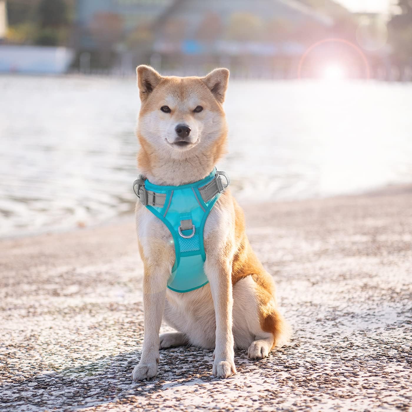 PHOEPET – Arnés para perro sin tirones, reflectante y ajustable, de colores, asa de entrenamiento, clips de metal, perros pequeños, medianos y