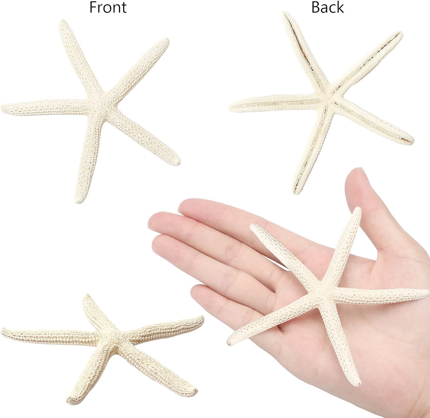 gopiter 12 piezas de estrellas de mar  Decoración de estrellas de mar de 2.5 a 6 pulgadas  Conchas naturales de estrella de mar a granel perfectas