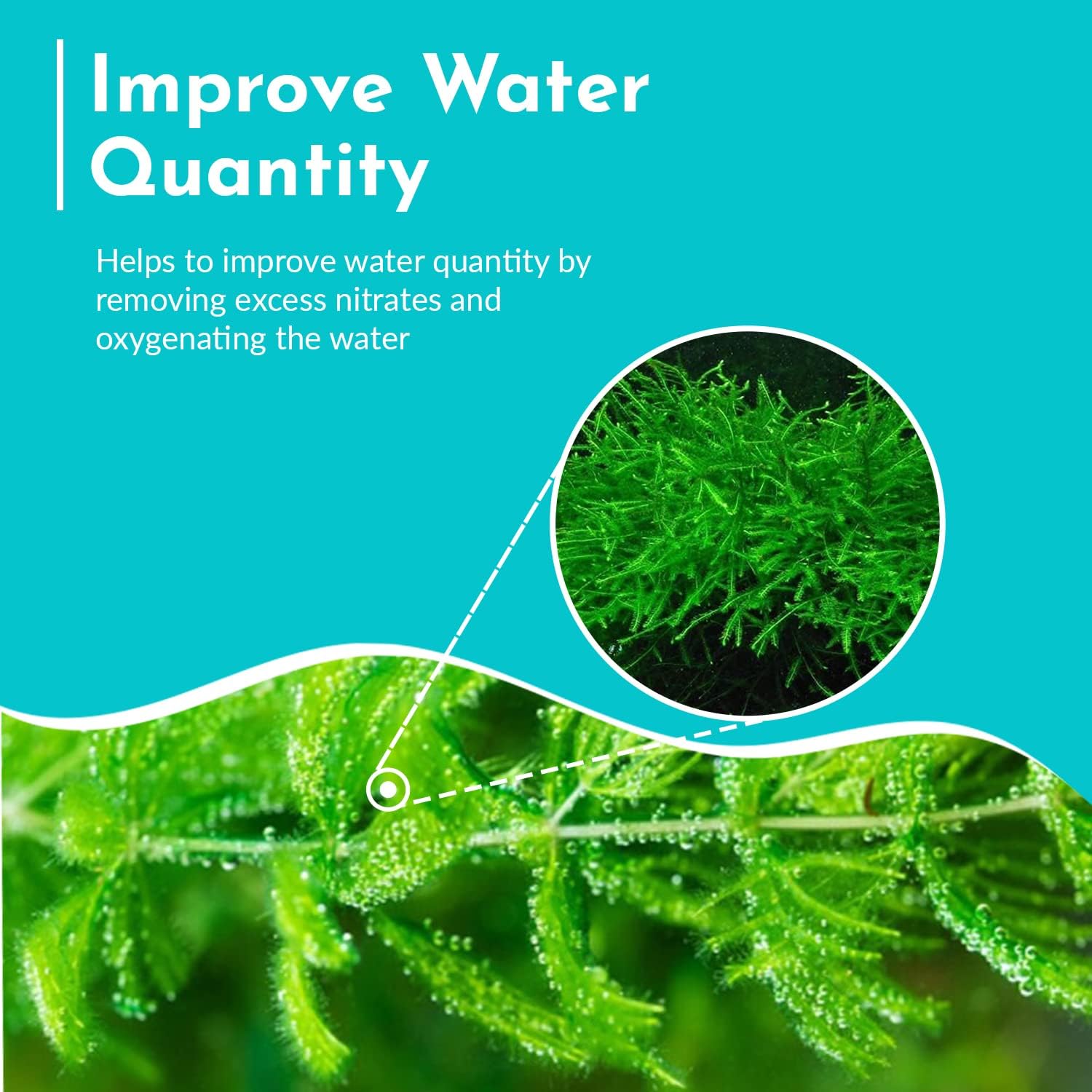 CANTON AQUATICS Live Aquarium 1 Hornwort – Excelente oxigenador – Planta fácil de mantener – Eliminación del exceso de nitratos – Promueve la alta