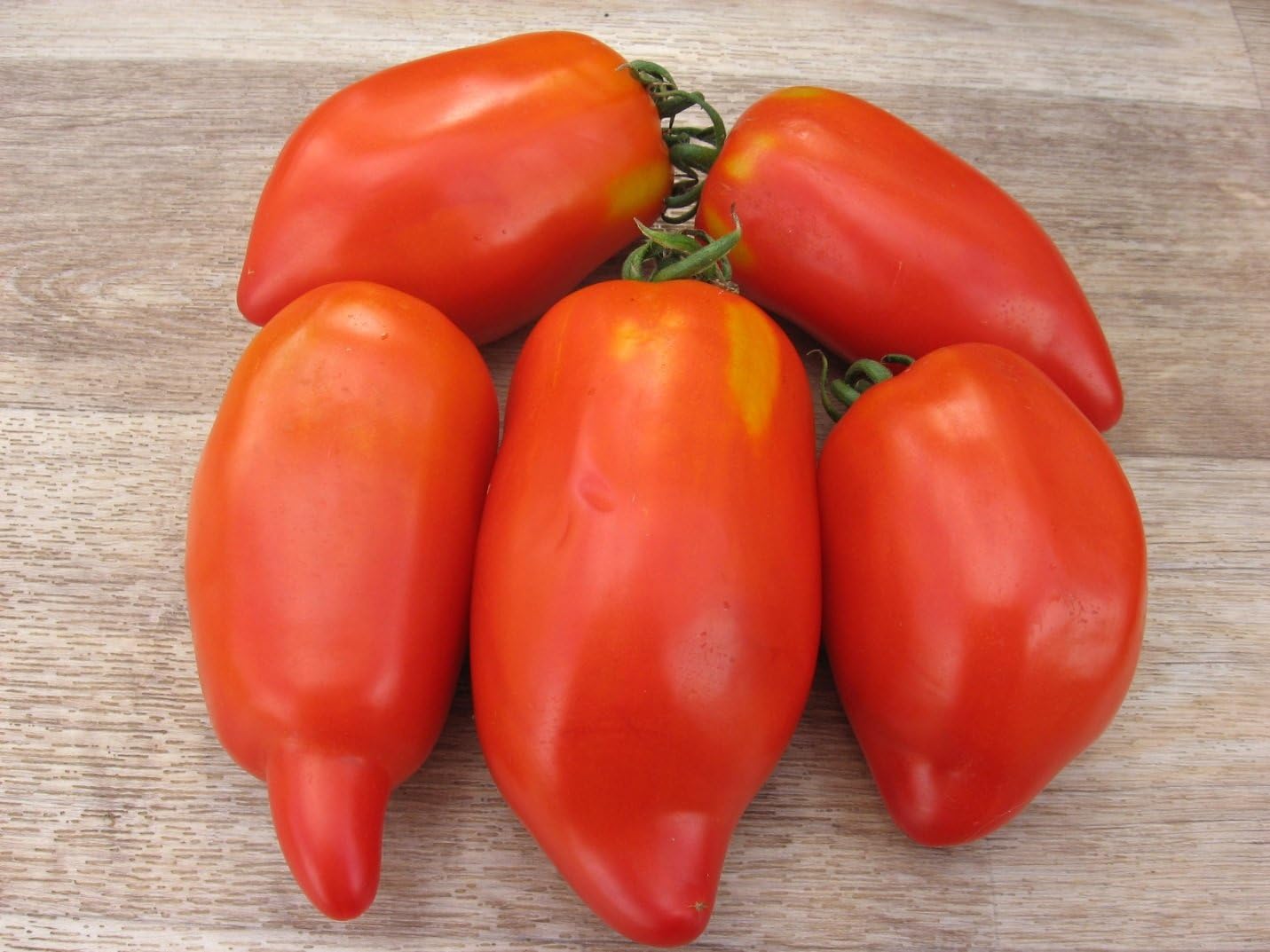RAISE ME UP Semillas Tomate Pepper-Shaped Red Scarlet Mustang (Tiene Forma Como Pimienta) Heirloom Indeterminado No GMO