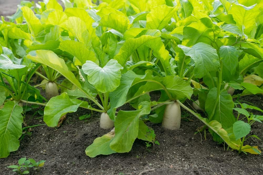 Semillas de rábano japonés Minowase Daikon para plantar, más de 100 semillas tradicionales por paquete, semillas de jardín de Isla (semillas de