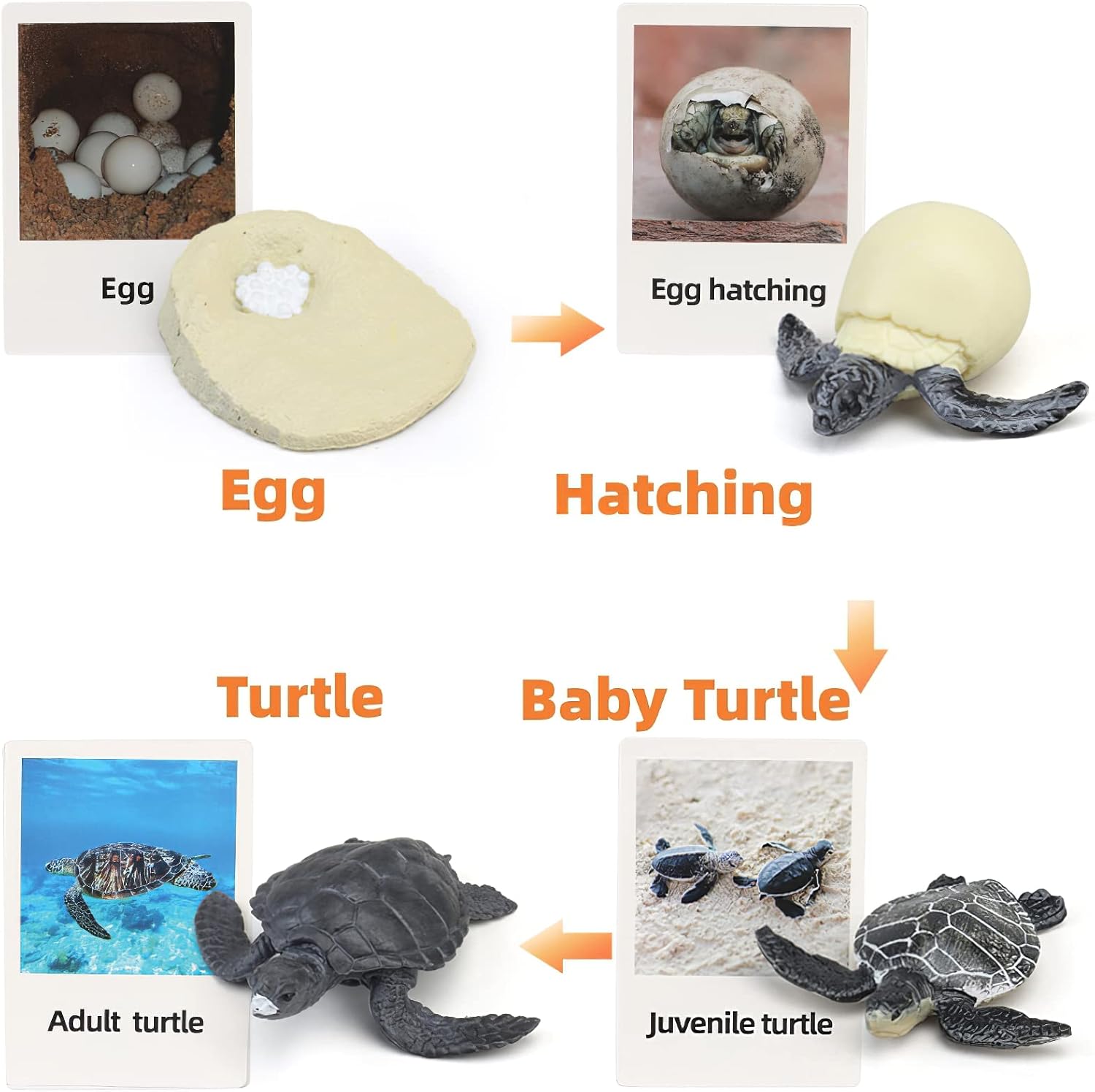 Montessori – Figuras de animales de ciclo de vida con tarjetas flash, figuras de animales realistas, juego educativo de animales a juego para niños