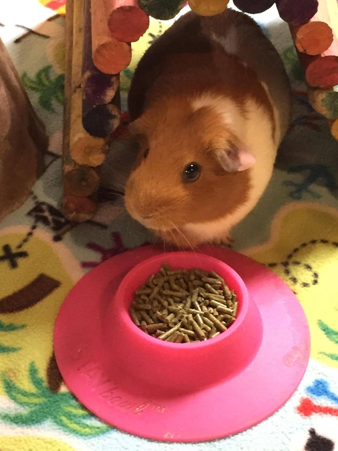 Cuenco ergonómico para mascotas a prueba de puntas para conejillo de indias y otras mascotas pequeñas, 14 taza tamaño pequeño, fucsia (rosa)