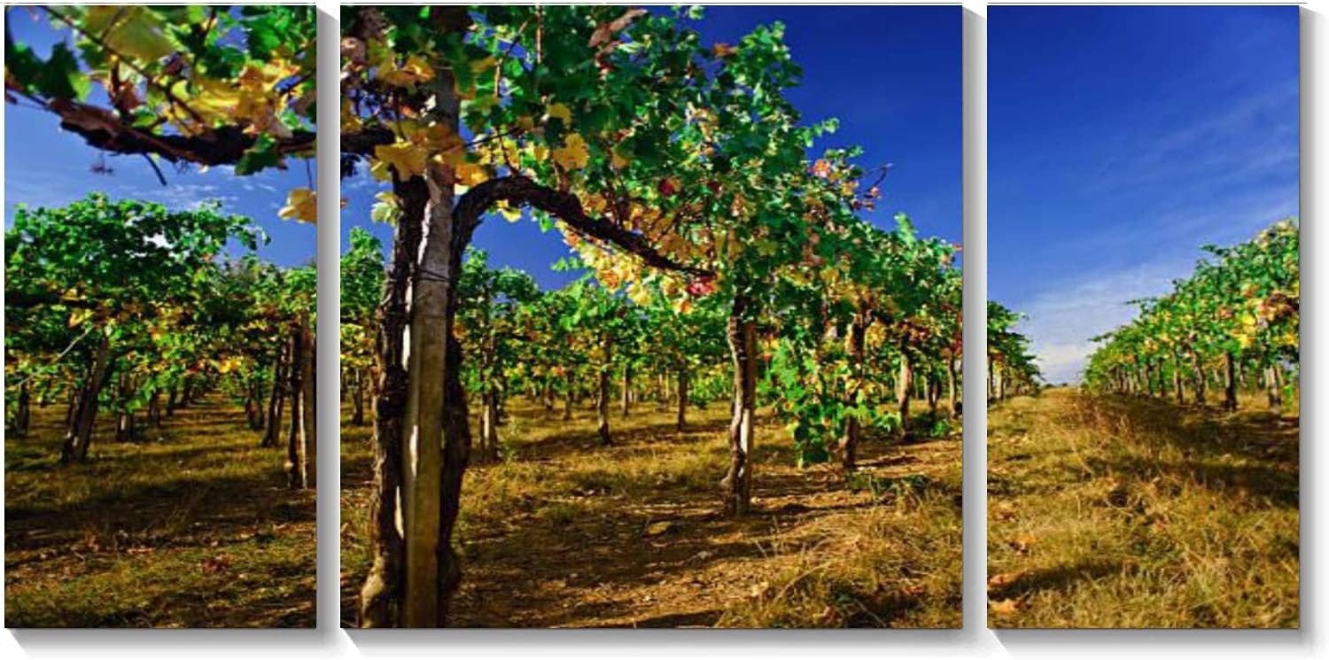 BDMPIZLNSF Lienzo de 3 paneles para pared, diseño de belleza, viñedos, colores otoñales, producción de cosecha, vino Chianti, impresión enmarcada