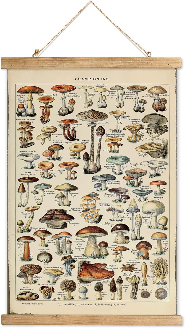 XIAOAIKA Póster vintage de hongos con marco de madera, impresión botánica clásica con variedad de especies de hongos, decoración de pared de estilo