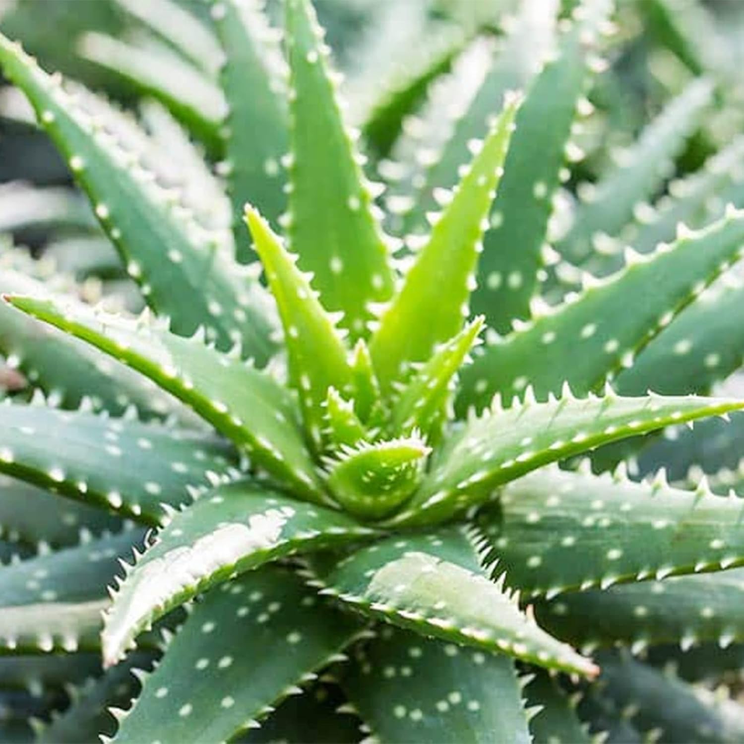 QAUZUY GARDEN Semillas de aloe vera mezcladas con 100 semillas de plantas suculentas exóticas perennes, llamativa planta suculenta fragante, bajo