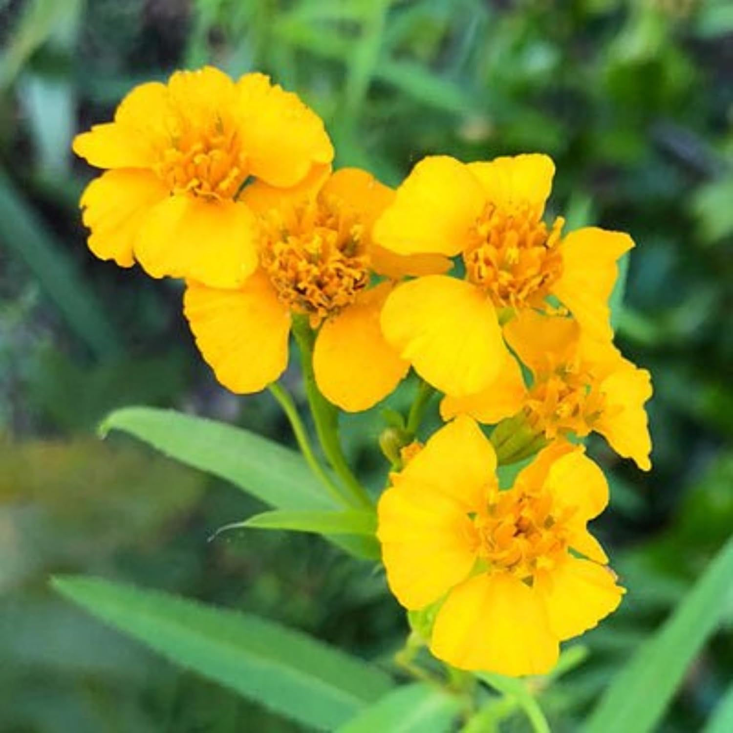 CHUXAY GARDEN Semillas de caléndula de menta mexicana 30 semillas encantadoras flores amarillas estragón mexicano condimento comestible plantas