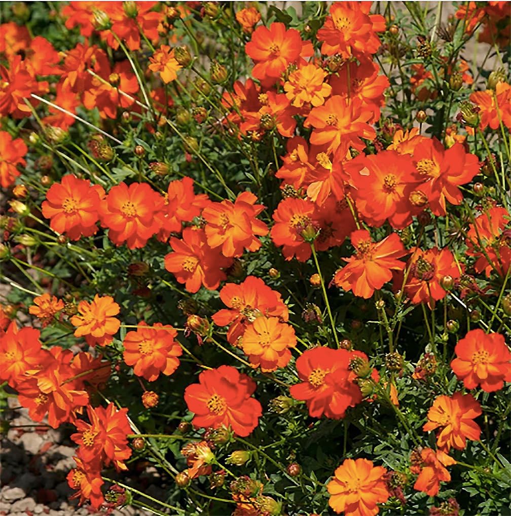 Semillas Cosmos de Azufre y Naranja – Largo Período de Floración en Todas las Zonas