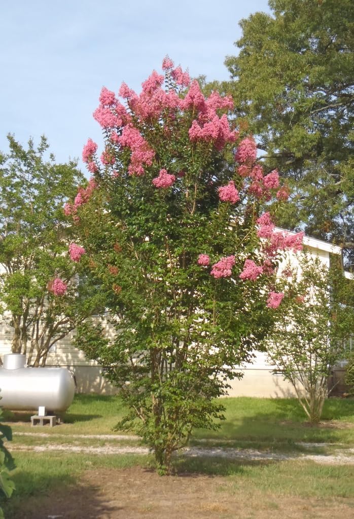 Crape Myrtle Sioux  3 plantas vivas  Flores de color rosa intenso vibrantes, planta viva, arbusto ornamental espectacular para impresionantes