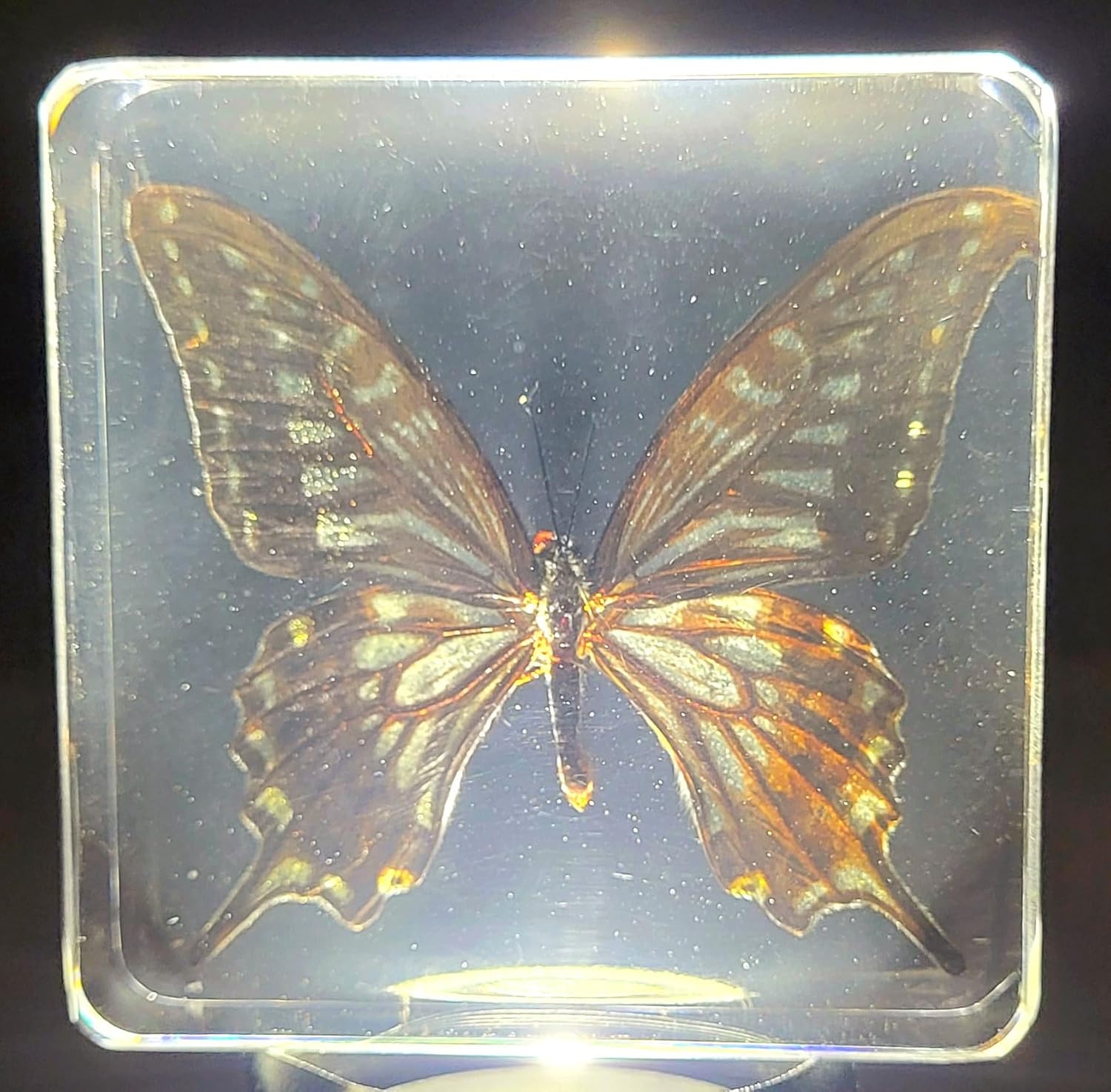 Mariposa de cola de golondrina real de 2.953 in en resina de lucita cristalina, colección de manualidades de taxidermia preservada para biología,
