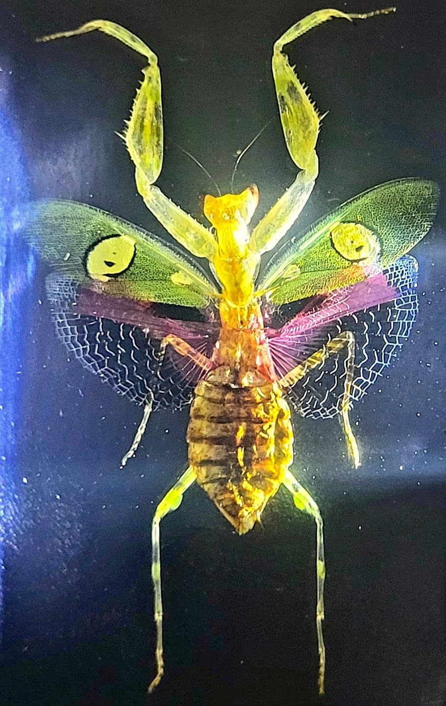 Mantis de flores auténticas joyas de 2.9 pulgadas en resina de lucite cristalina, espécimen preservado de creobroter gemmatus insecto colección de