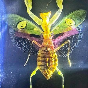 Mantis de flores auténticas joyas de 2.9 pulgadas en resina de lucite cristalina, espécimen preservado de creobroter gemmatus insecto colección de Mantis de flores auténticas joyas de 2.9 pulgadas en resina de lucite cristalina, espécimen preservado de creobroter gemmatus insecto colección de