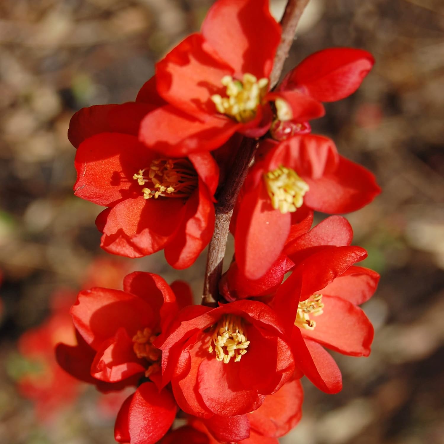 Chaenomeles Speciosa Seeds – Arbusto de hoja caduca de membrillo floreciente, fruta comestible para hacer conservas, gelatinas, salsas, resistencia