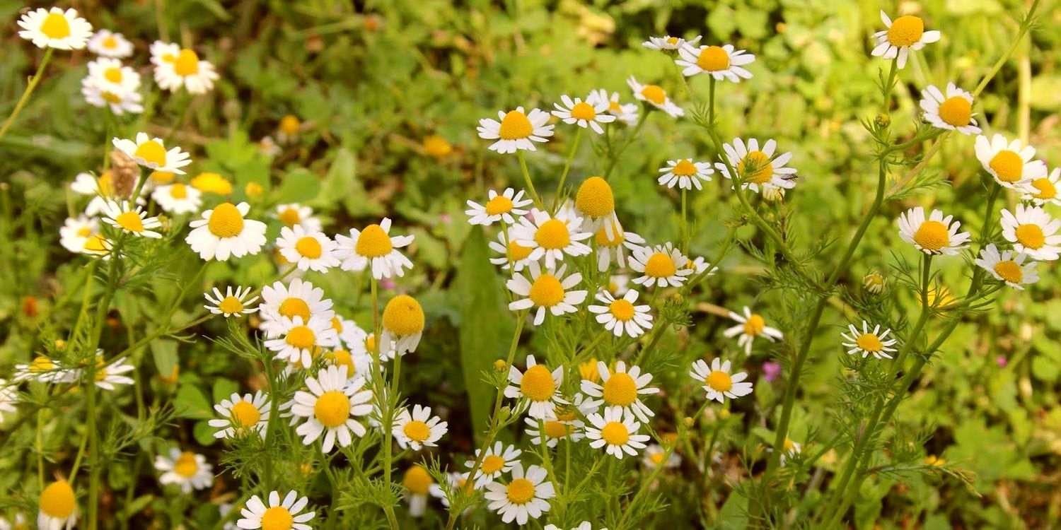 Semillas de manzanilla alemana medicinal hierba silvestre para plantar flores corte jardín reliquia sin OMG – 2500 semillas
