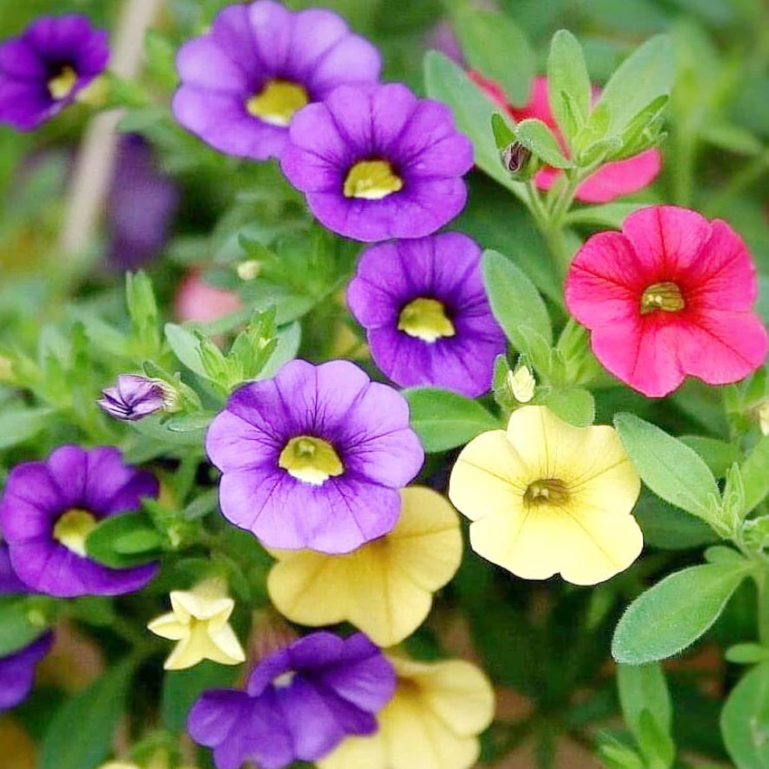 YEGAOL Garden – Semillas de Calibrachoa mixtas atrae anualmente polinizadores, cestas colgantes, camas para exteriores, 100 semillas de flores