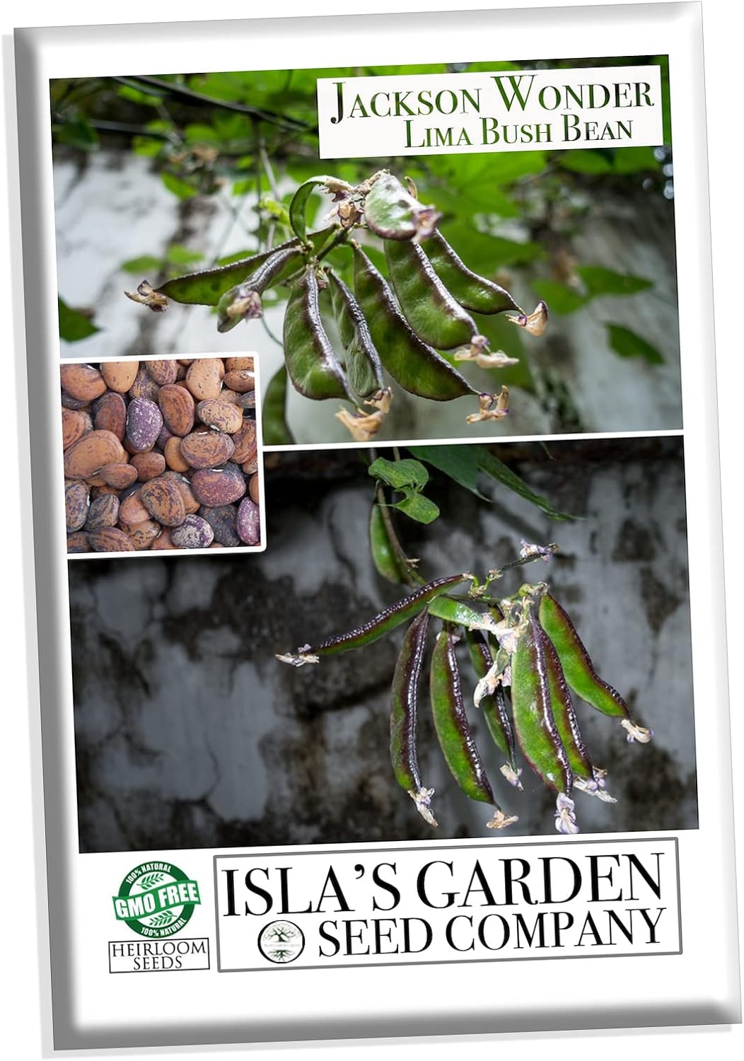 Jackson Wonder – Semillas de frijol Lima Bush para plantar, más de 50 semillas de reliquia por paquete, semillas de jardín de Isla (semillas de